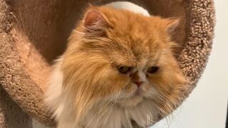 Persian cats 3