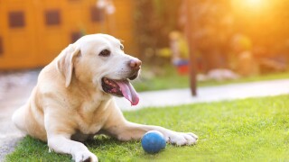 Dog playing outside