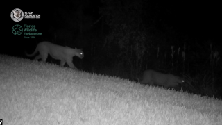 Panthers captured on urban wildlife cameras.