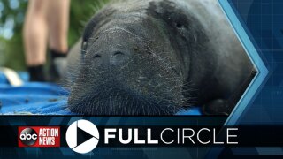 Manatee "Greedy B" released in the St. Johns River