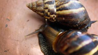 Giant African Land Snails