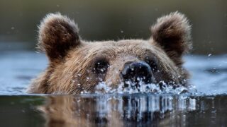 Bear walks out of the ocean in Florida, shocking beachgoers