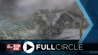 Burmese python at the Florida Aquarium.