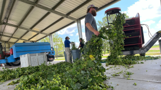 UF/IFAS scientists revolutionizing future of beer in Florida