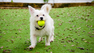 McDuff pet of the week