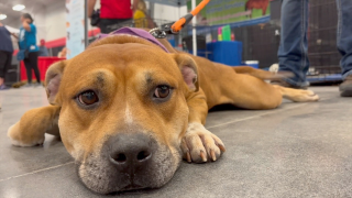 Shelters are hosting a massive dog adoption event this weekend